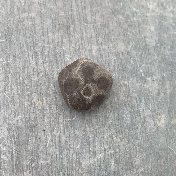 Petoskey stone - Picture 5 of 5